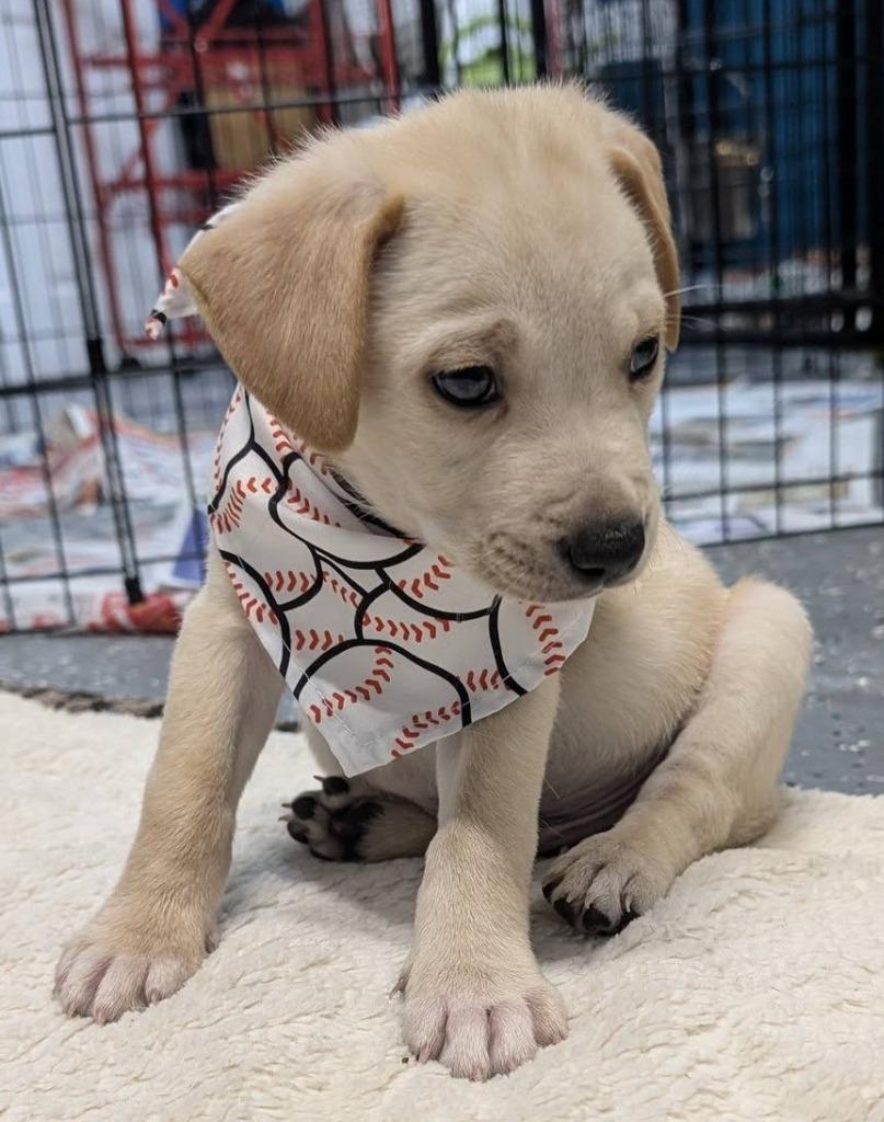 Cletus, Adopted, Puppy Male Beagle & Mixed Breed.