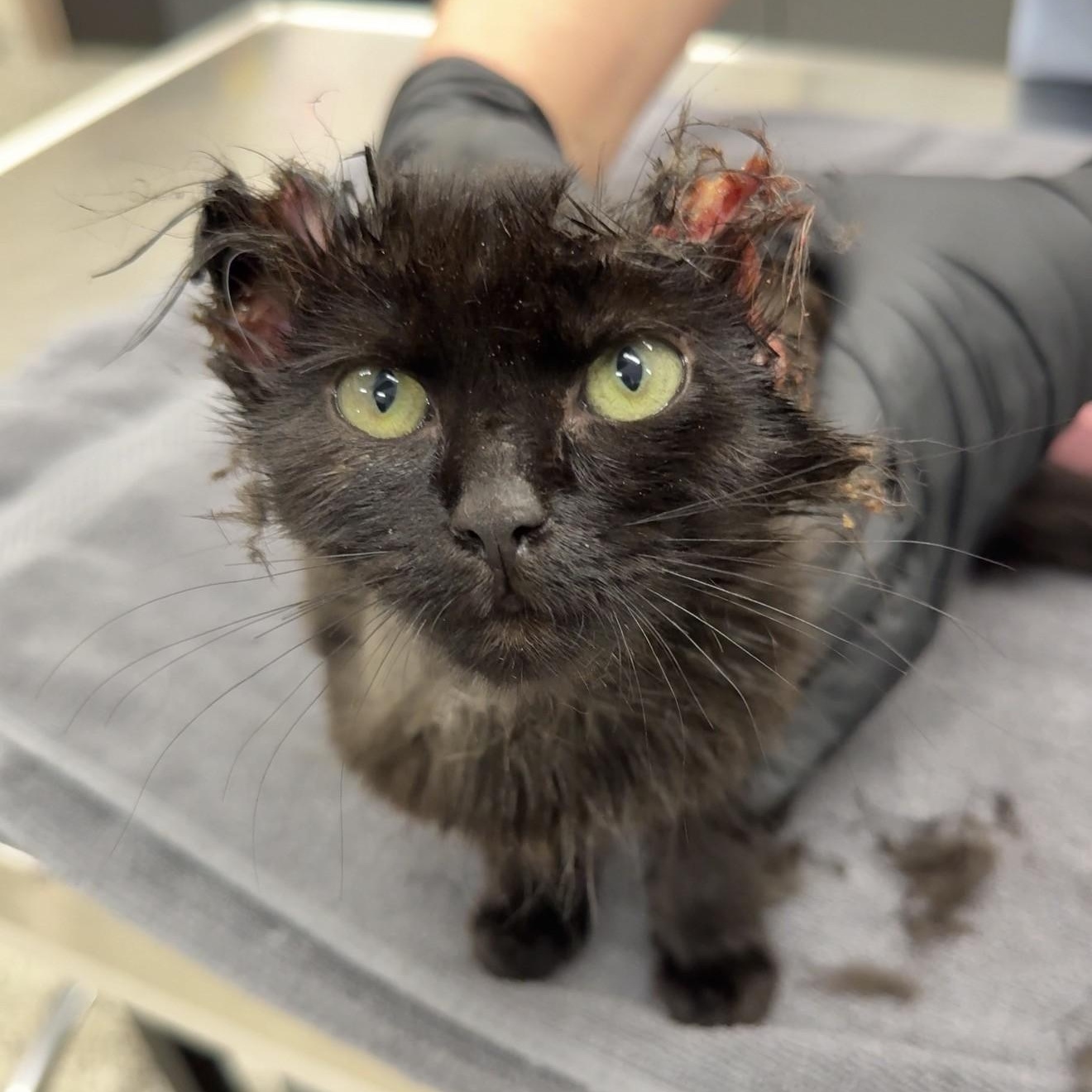 Gargurl - Graphic Content Warning, a Adoptable Domestic Long Hair in Charlotte, NC image 5/6