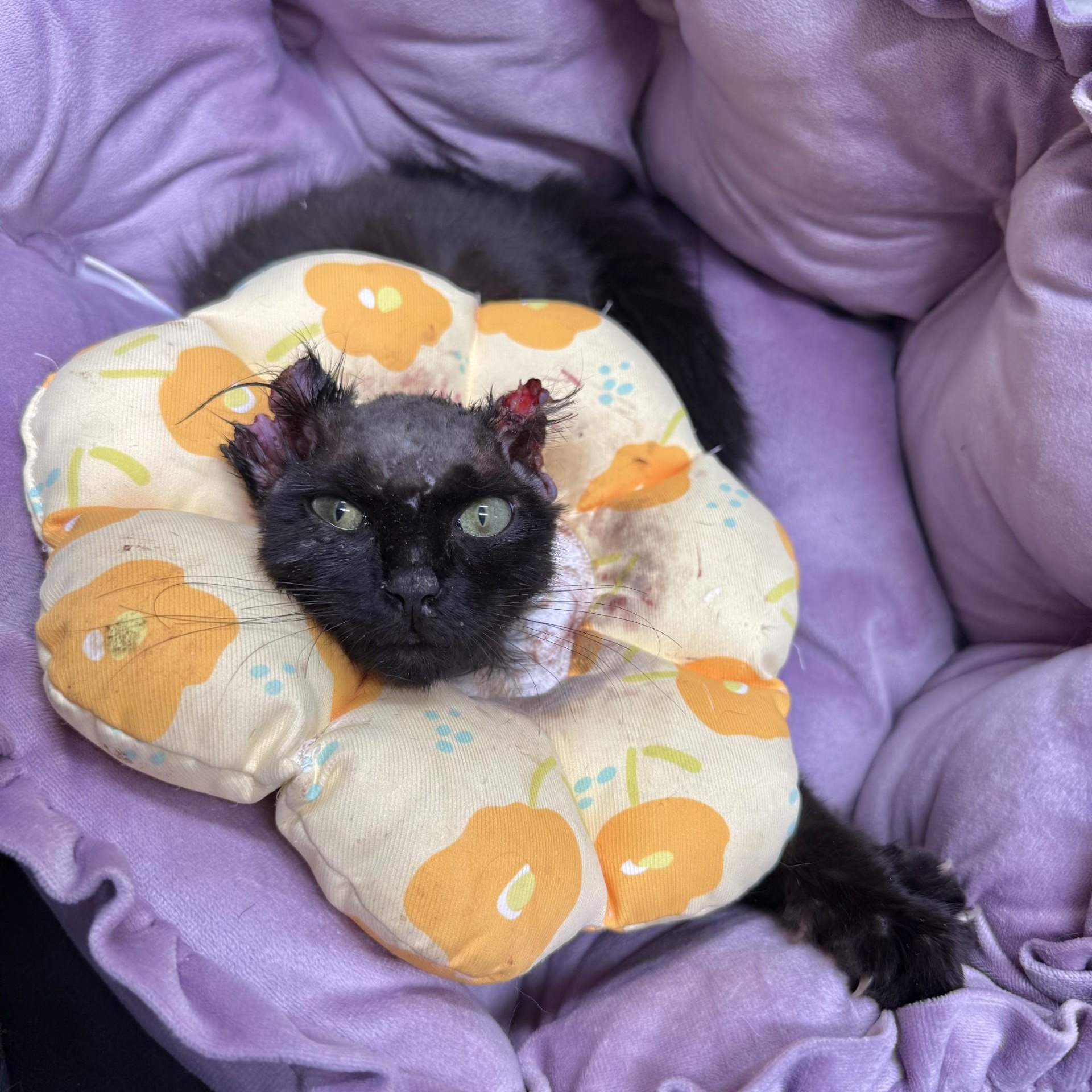 Gargurl - Graphic Content Warning, a Adoptable Domestic Long Hair in Charlotte, NC image 4/6