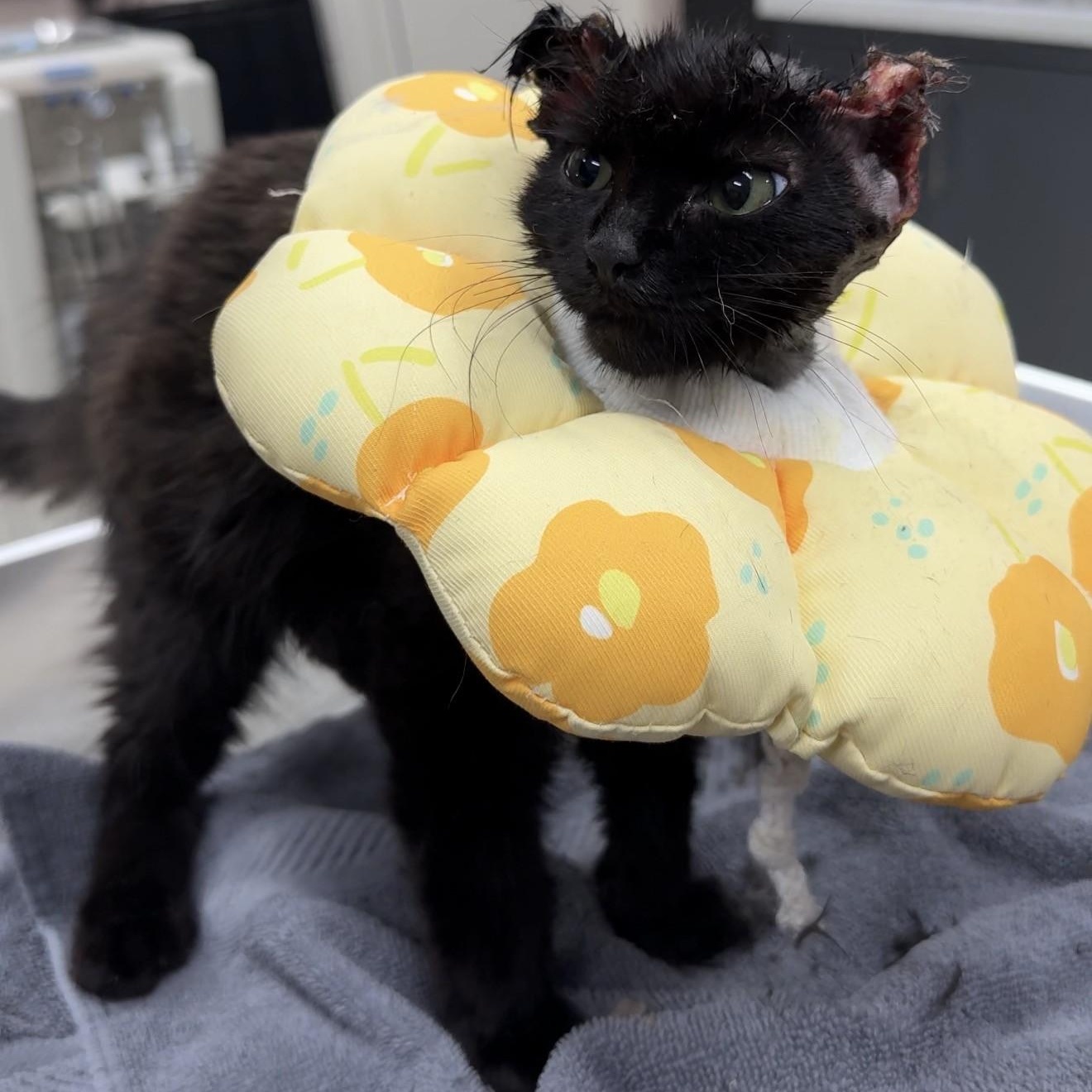 Gargurl - Graphic Content Warning, a Adoptable Domestic Long Hair in Charlotte, NC image 6/6