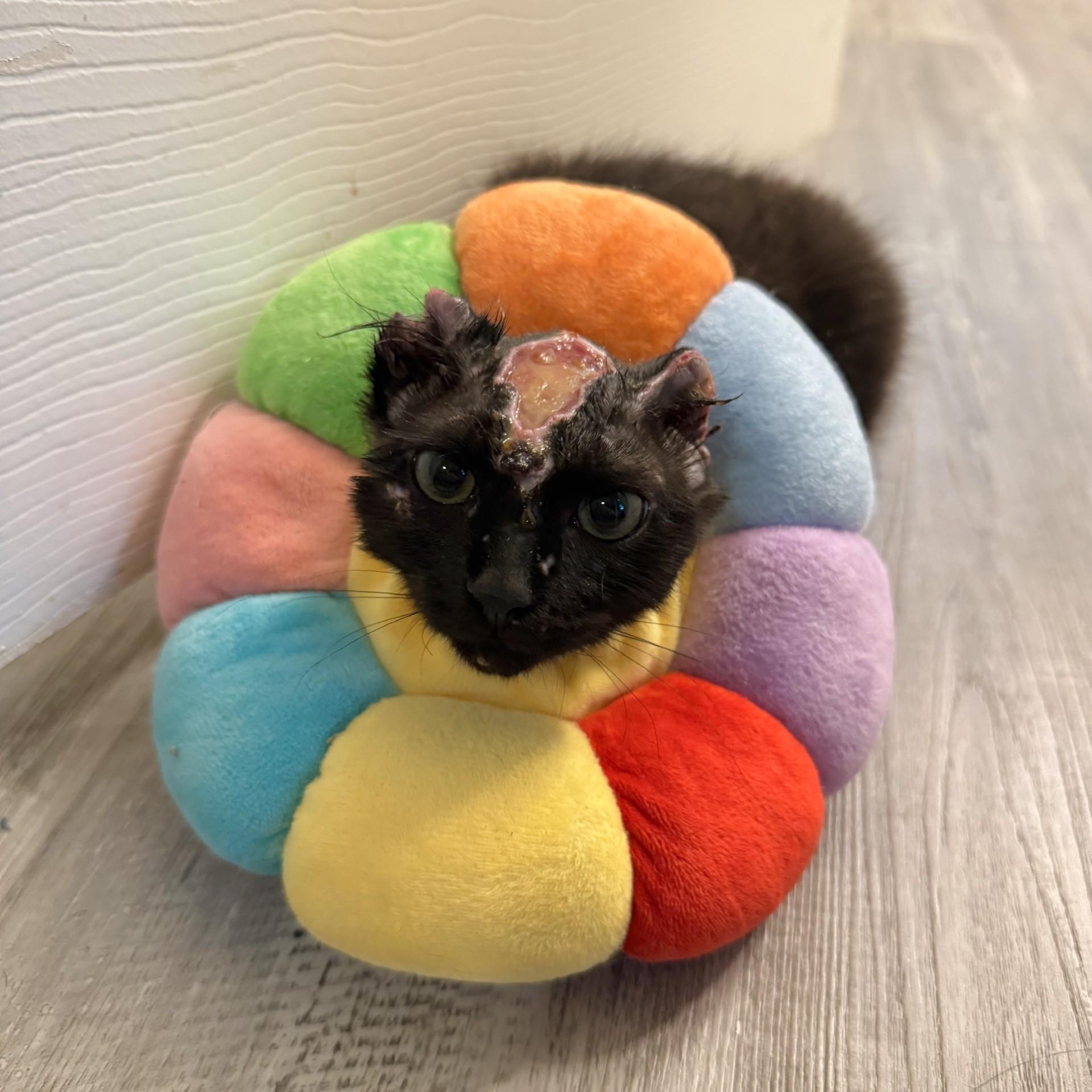 Gargurl - Graphic Content Warning, a Adoptable Domestic Long Hair in Charlotte, NC image 3/6