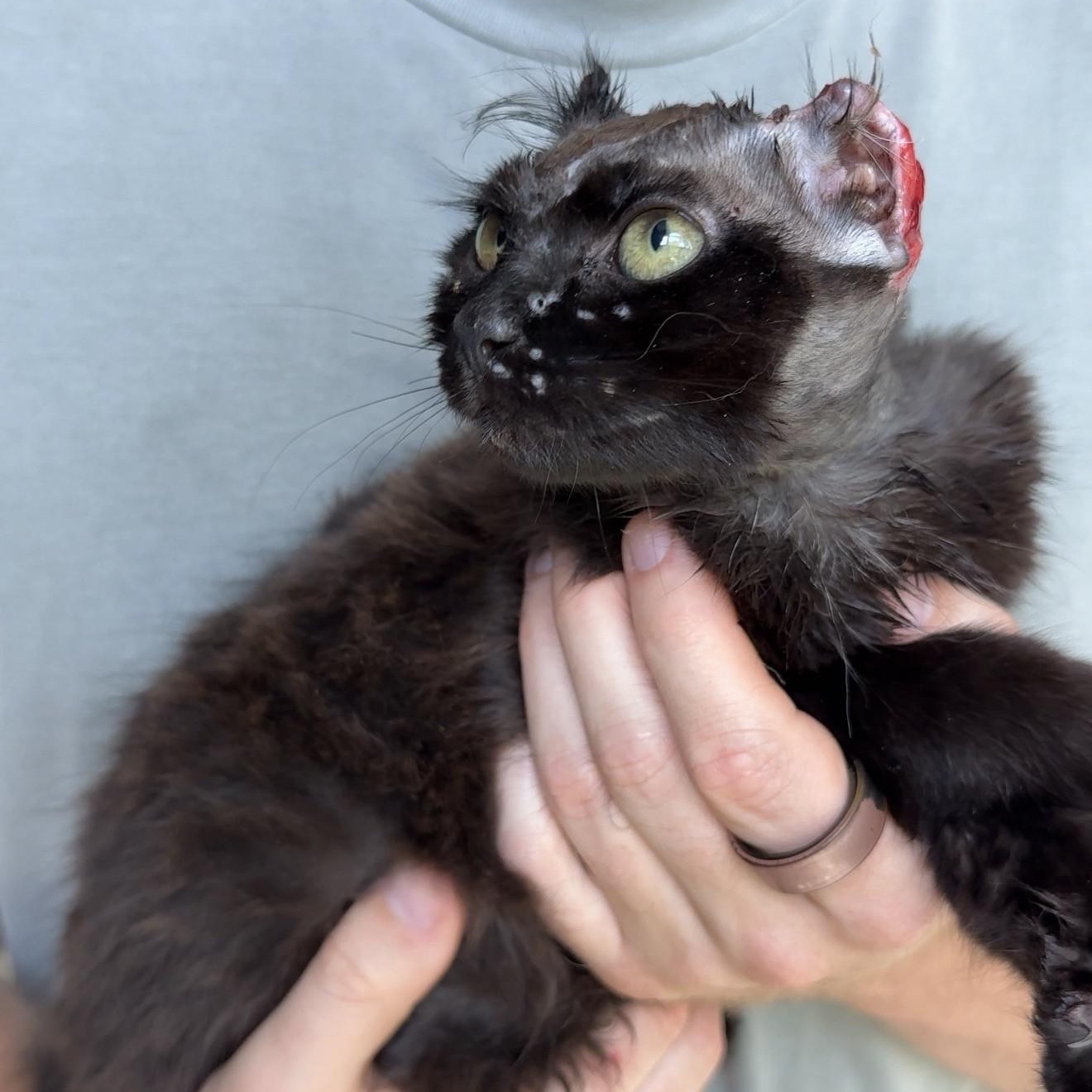 Gargurl - Graphic Content Warning, a Adoptable Domestic Long Hair in Charlotte, NC image 1/6