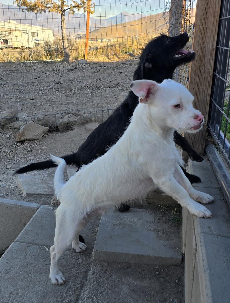 Enlarge Spanky (Bonded with Alfalfa), a Adoptable mixed breed in Draper, UT image 1/5
