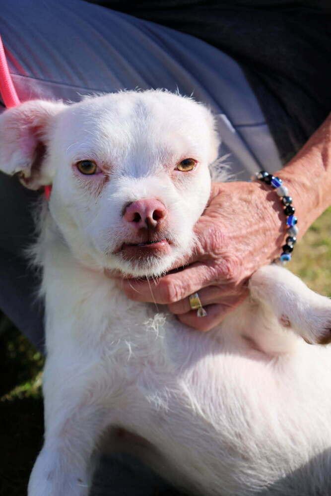 Enlarge Spanky (Bonded with Alfalfa), a Adoptable mixed breed in Draper, UT image 3/5