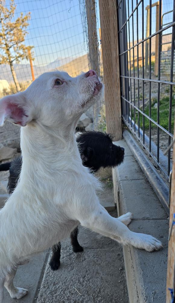 Enlarge Spanky (Bonded with Alfalfa), a Adoptable mixed breed in Draper, UT image 4/5