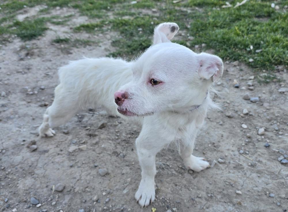 Enlarge Spanky (Bonded with Alfalfa), a Adoptable mixed breed in Draper, UT image 5/5