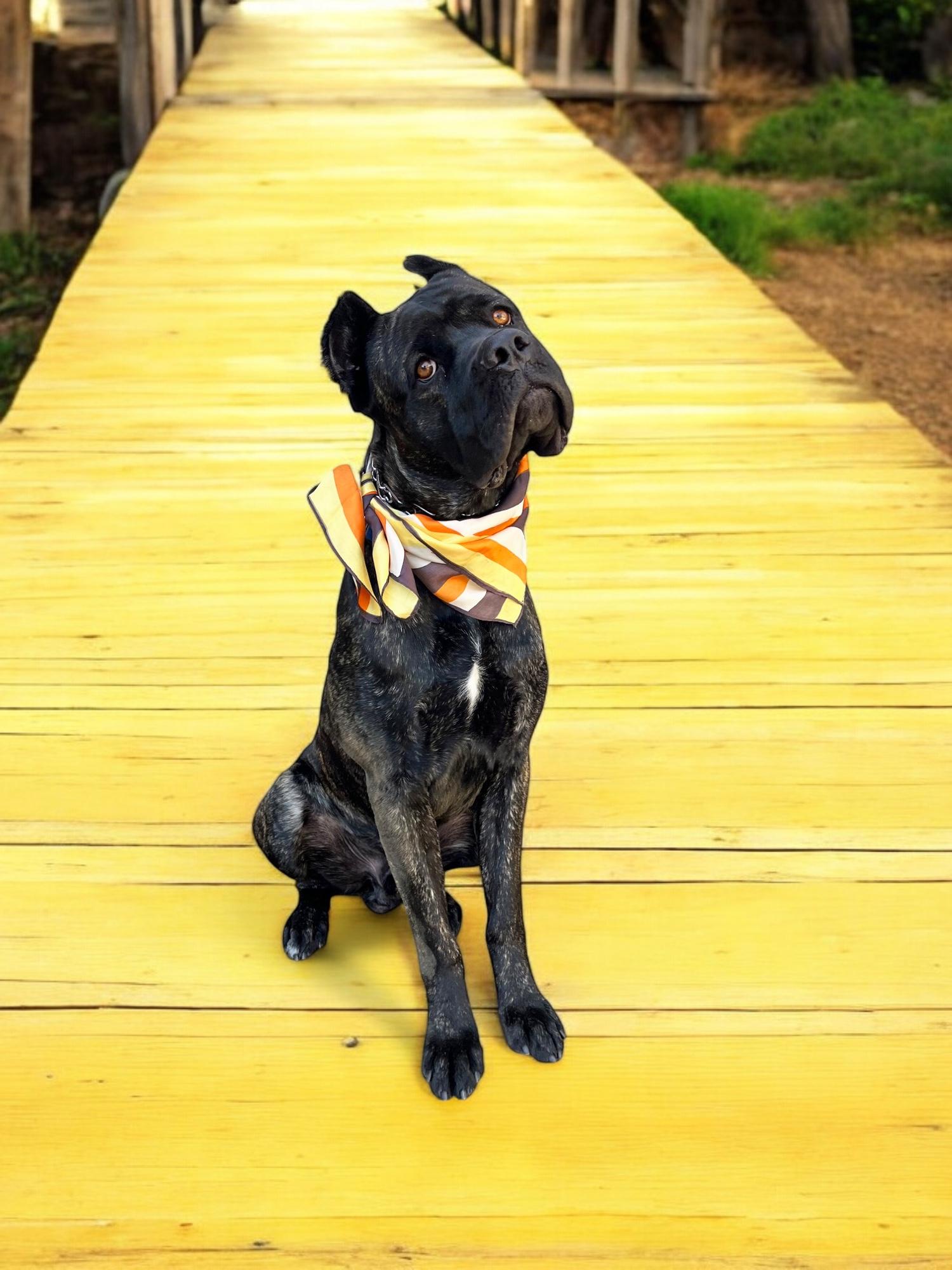 Enlarge Rufus-ADOPT Me!, a Adoptable Cane Corso in Redondo Beach, CA image 1/3