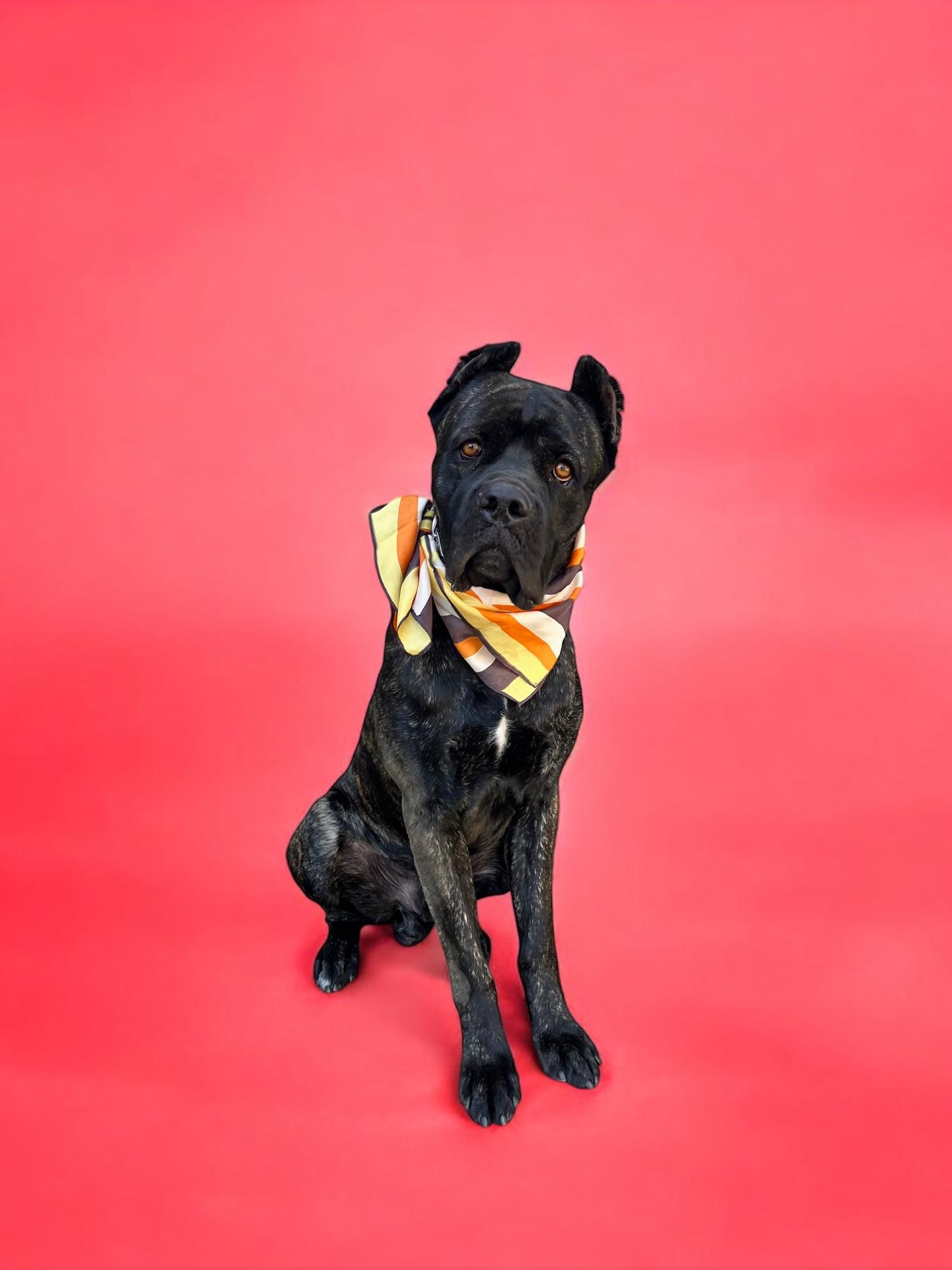 Enlarge Rufus-ADOPT Me!, a Adoptable Cane Corso in Redondo Beach, CA image 3/3