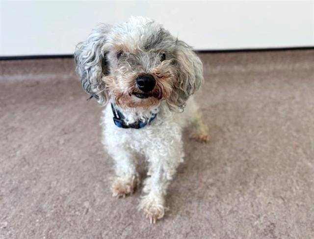 Luna — thumbnail 5