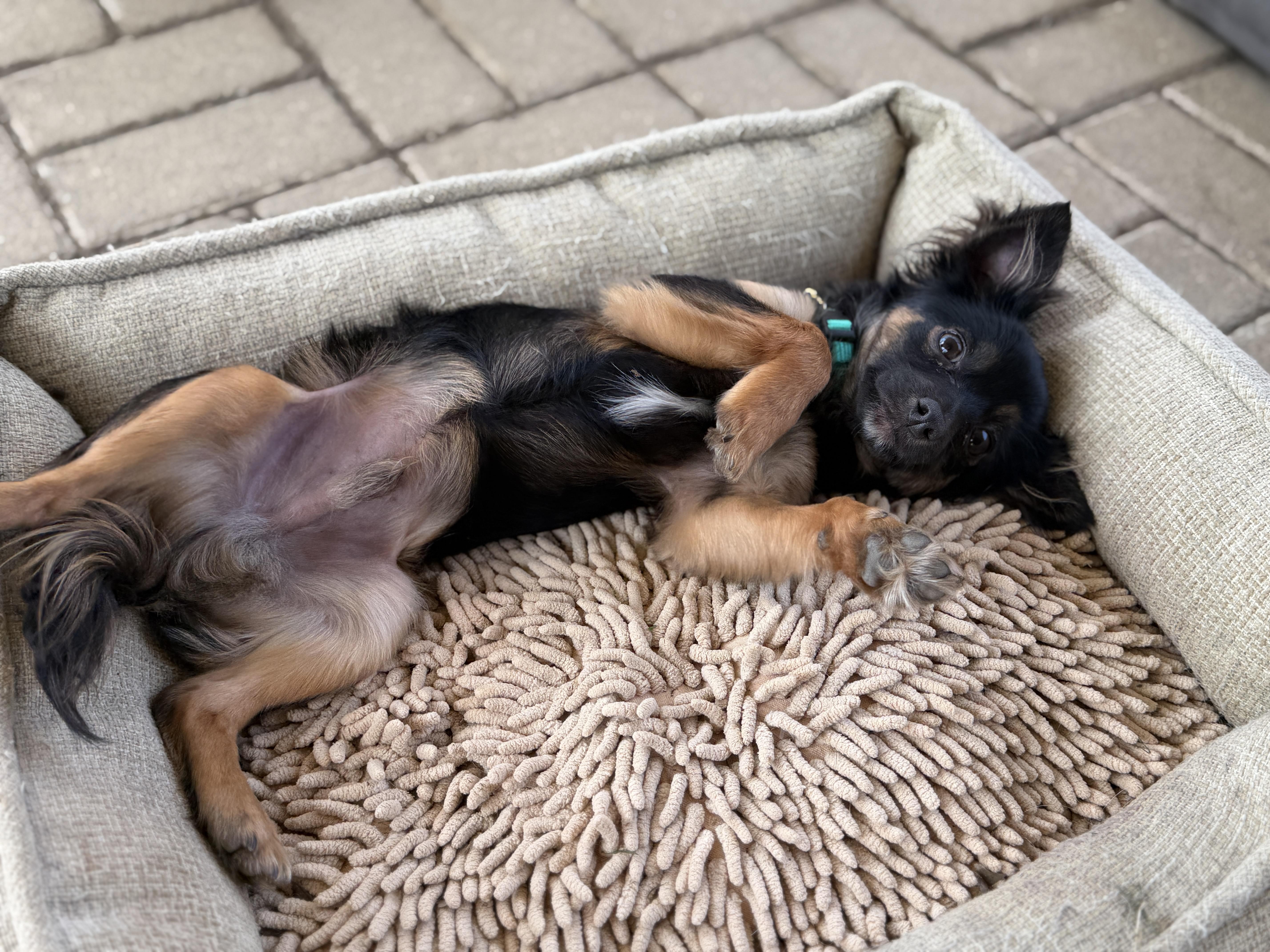 Enlarge Caruso, a ADOPTABLE mixed breed in Jeffersonville, IN image 2/6