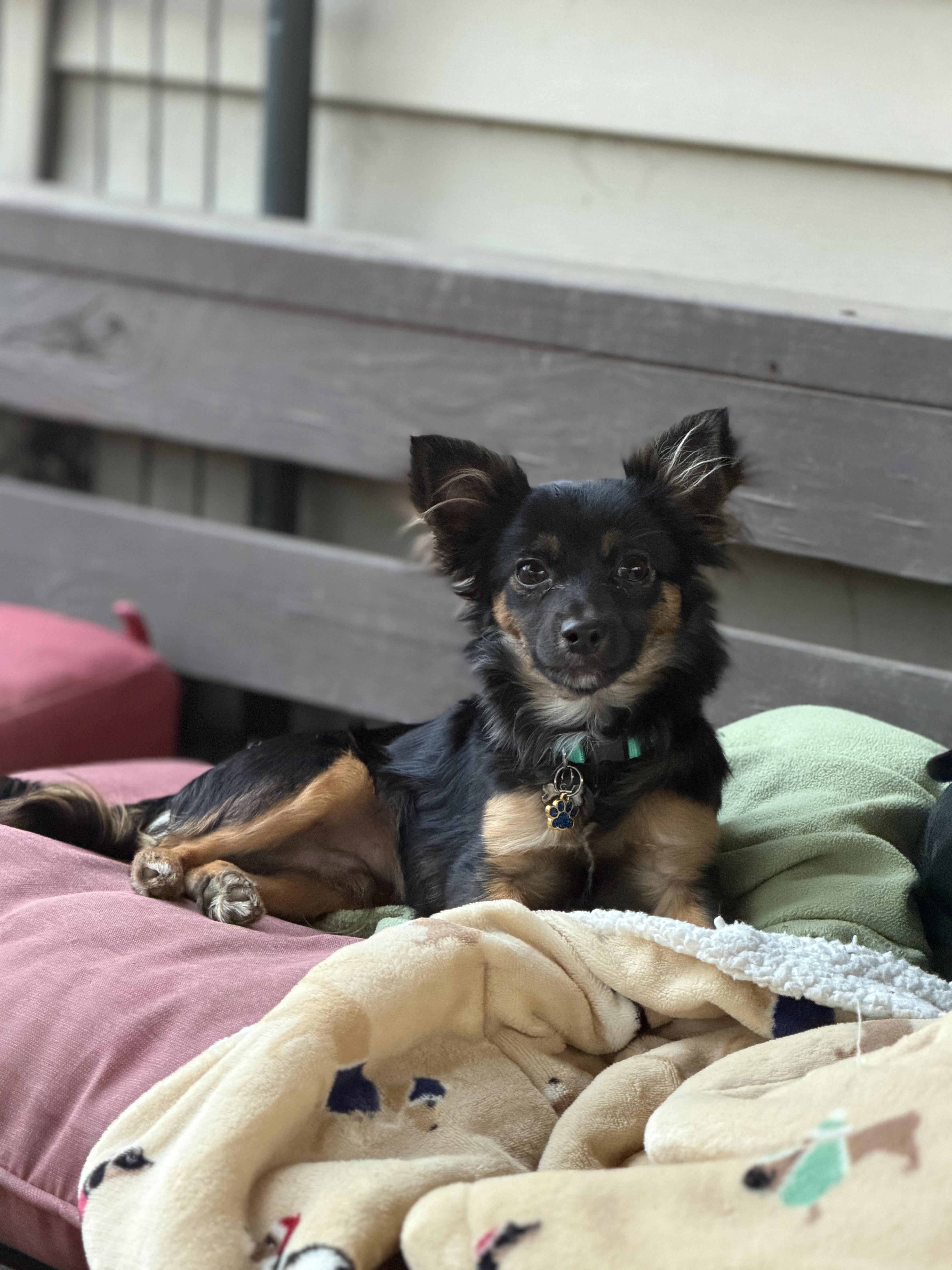 Enlarge Caruso, a ADOPTABLE mixed breed in Jeffersonville, IN image 4/6