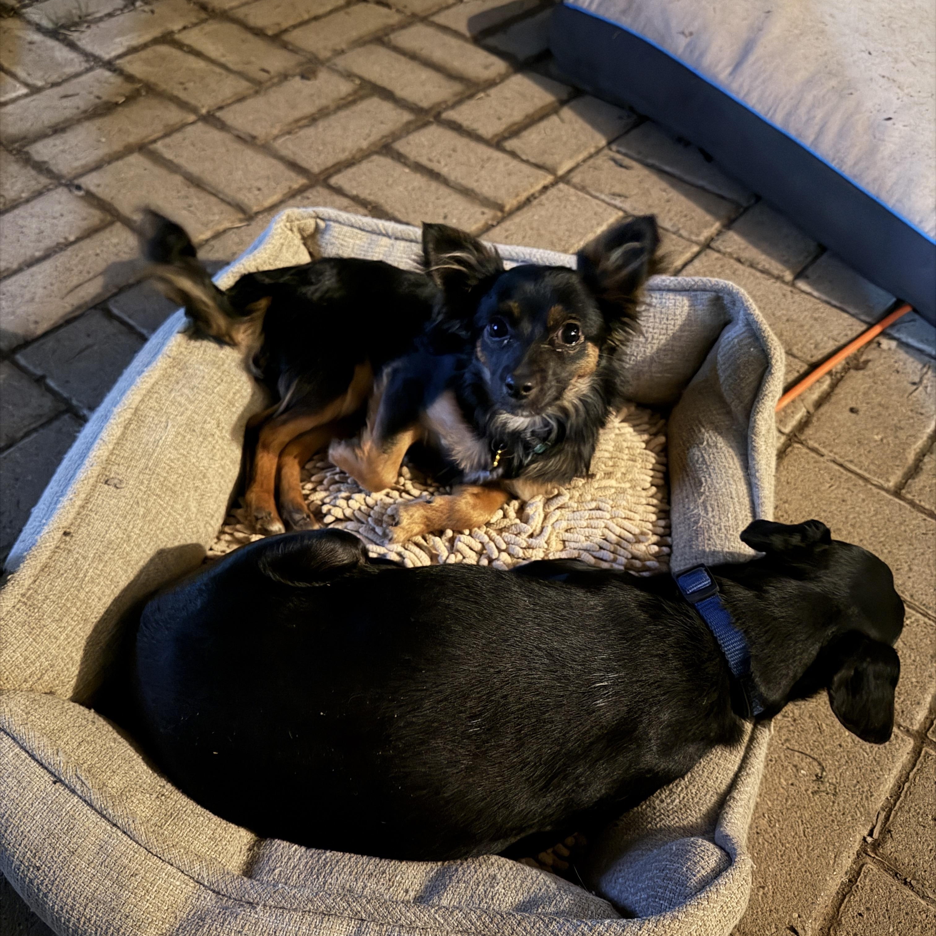 Enlarge Caruso, a ADOPTABLE mixed breed in Jeffersonville, IN image 3/6