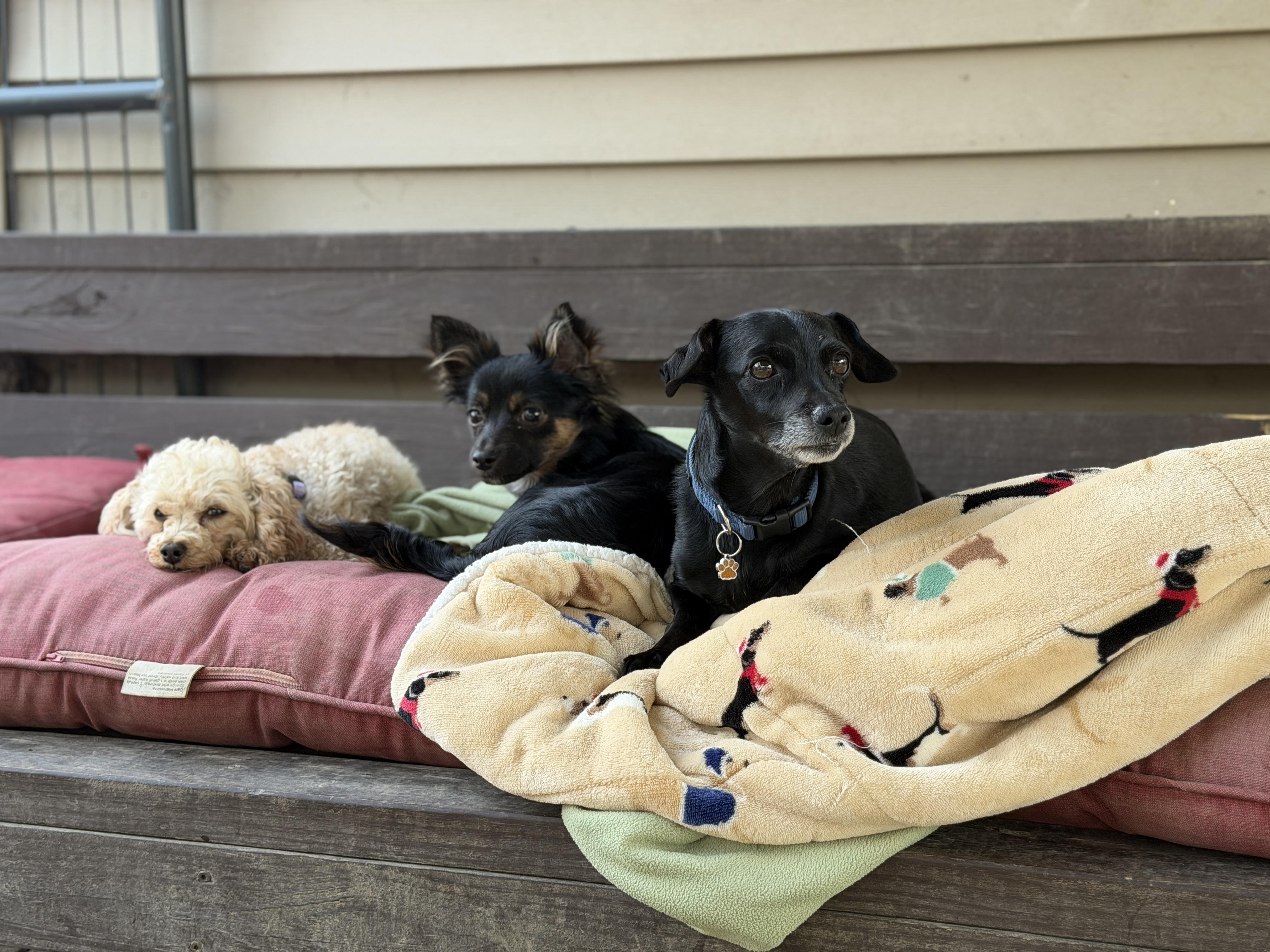 Enlarge Caruso, a ADOPTABLE mixed breed in Jeffersonville, IN image 5/6