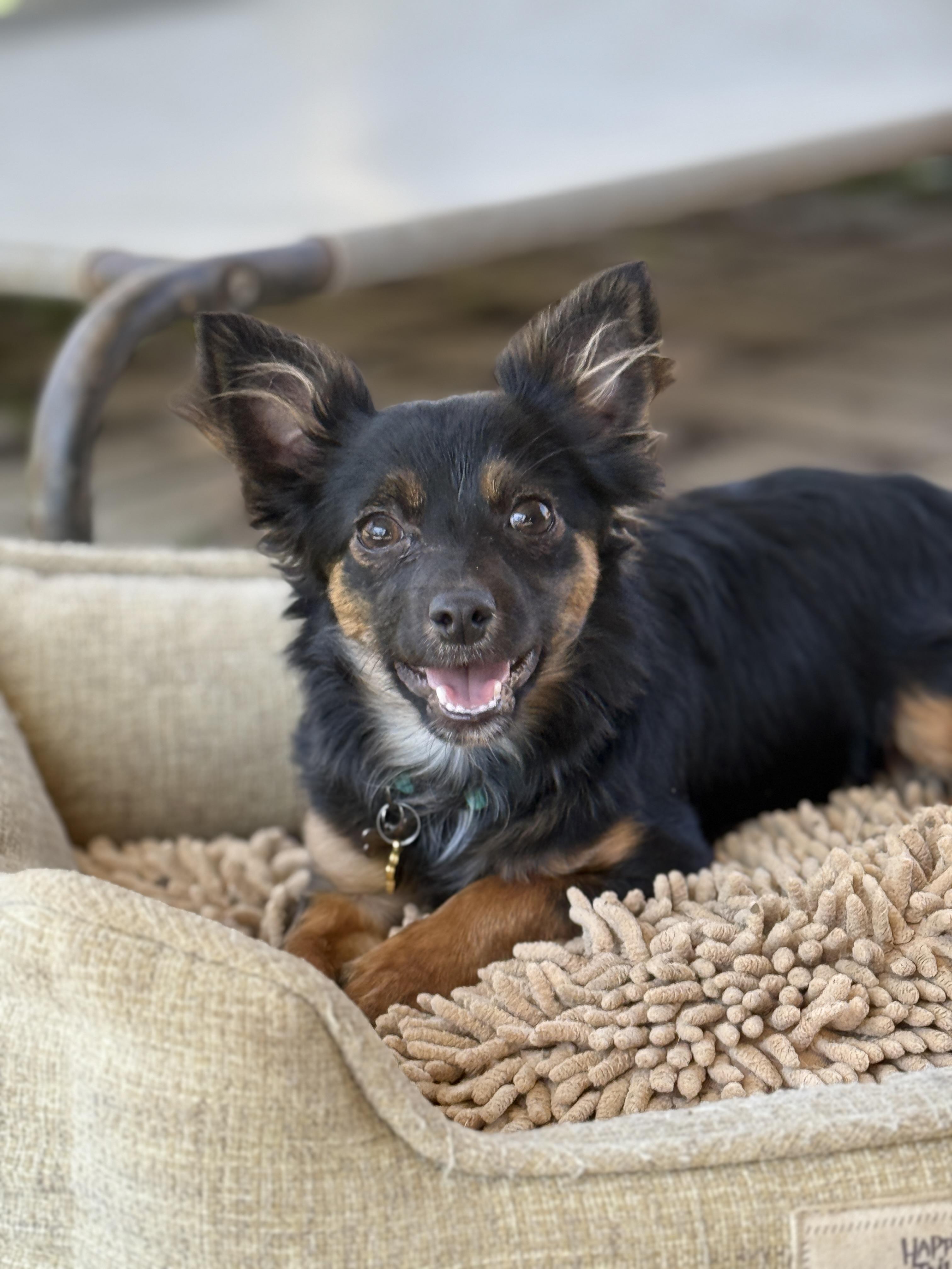 Enlarge Caruso, a ADOPTABLE mixed breed in Jeffersonville, IN image 1/6
