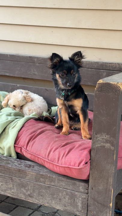 Enlarge Caruso, a ADOPTABLE mixed breed in Jeffersonville, IN video 6/6