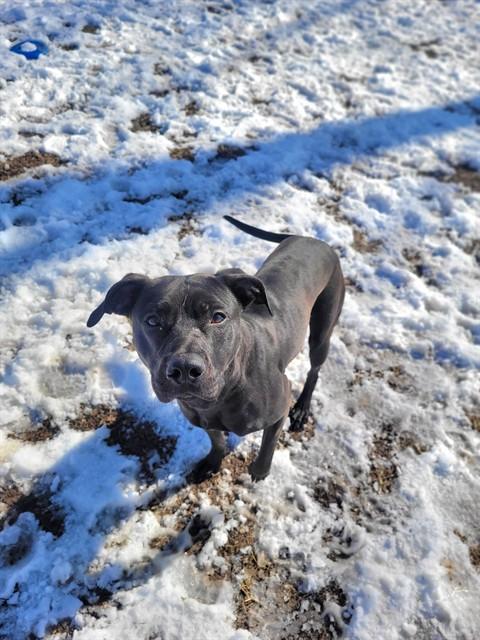 GISELLE, Adoptable, Young Female Pit Bull Terrier & Mixed Breed.