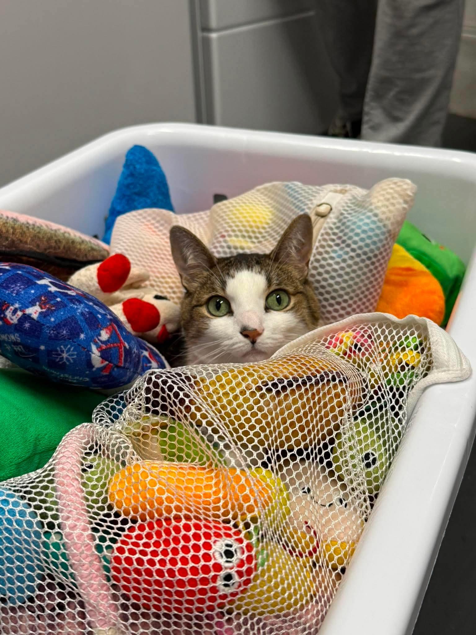 Enlarge Caesar, a Adoptable Domestic Short Hair in Lincoln, MI image 1/3