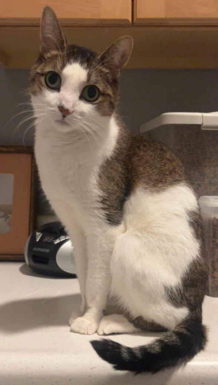 Caesar
