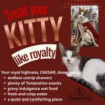 Caesar, Adoptable, Adult Male Domestic Short Hair.