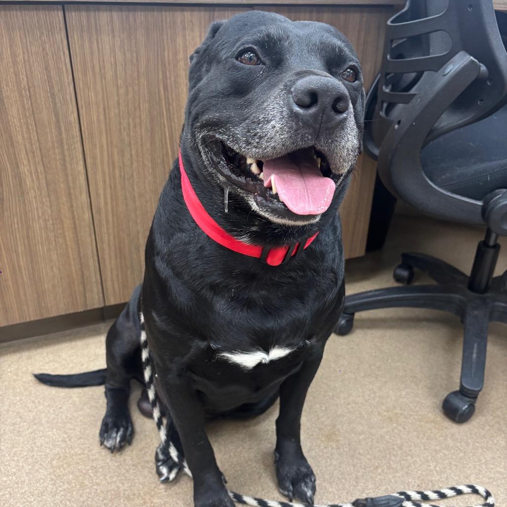 Bo, Adoptable, Adult Male Black Labrador Retriever.