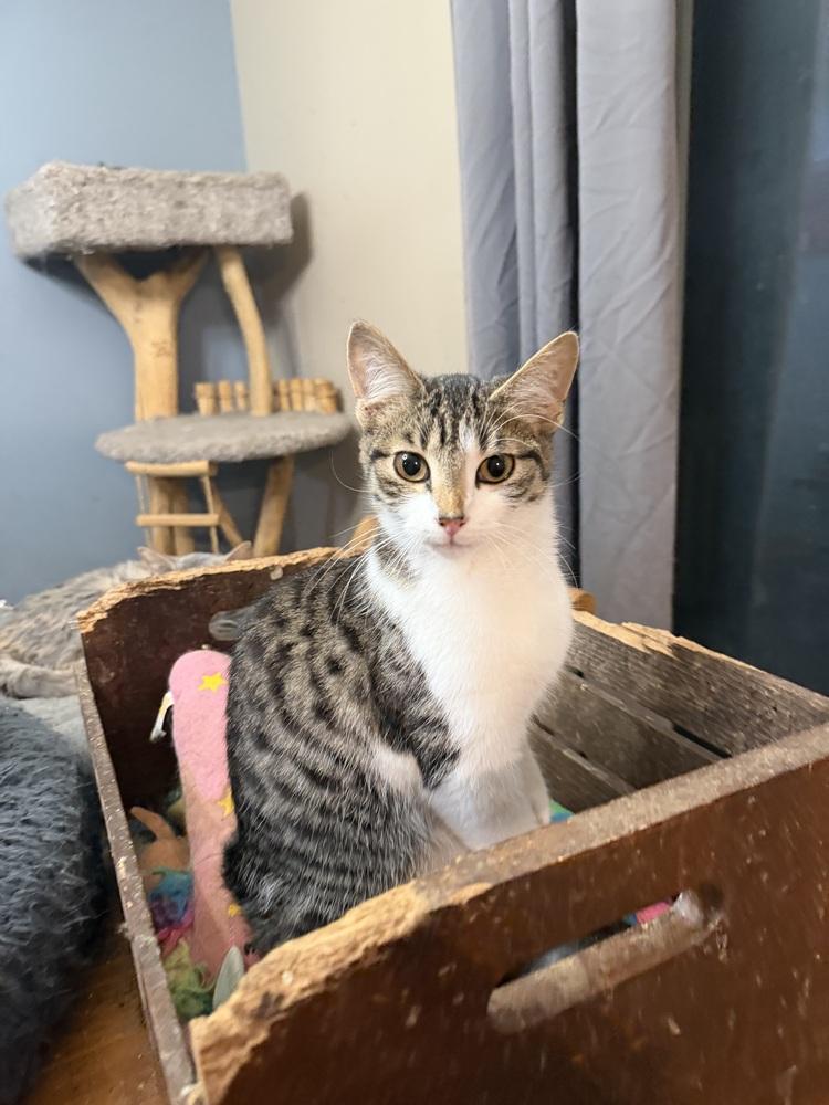 Truman — thumbnail 2