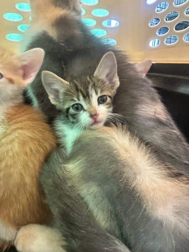 Truman — thumbnail 3