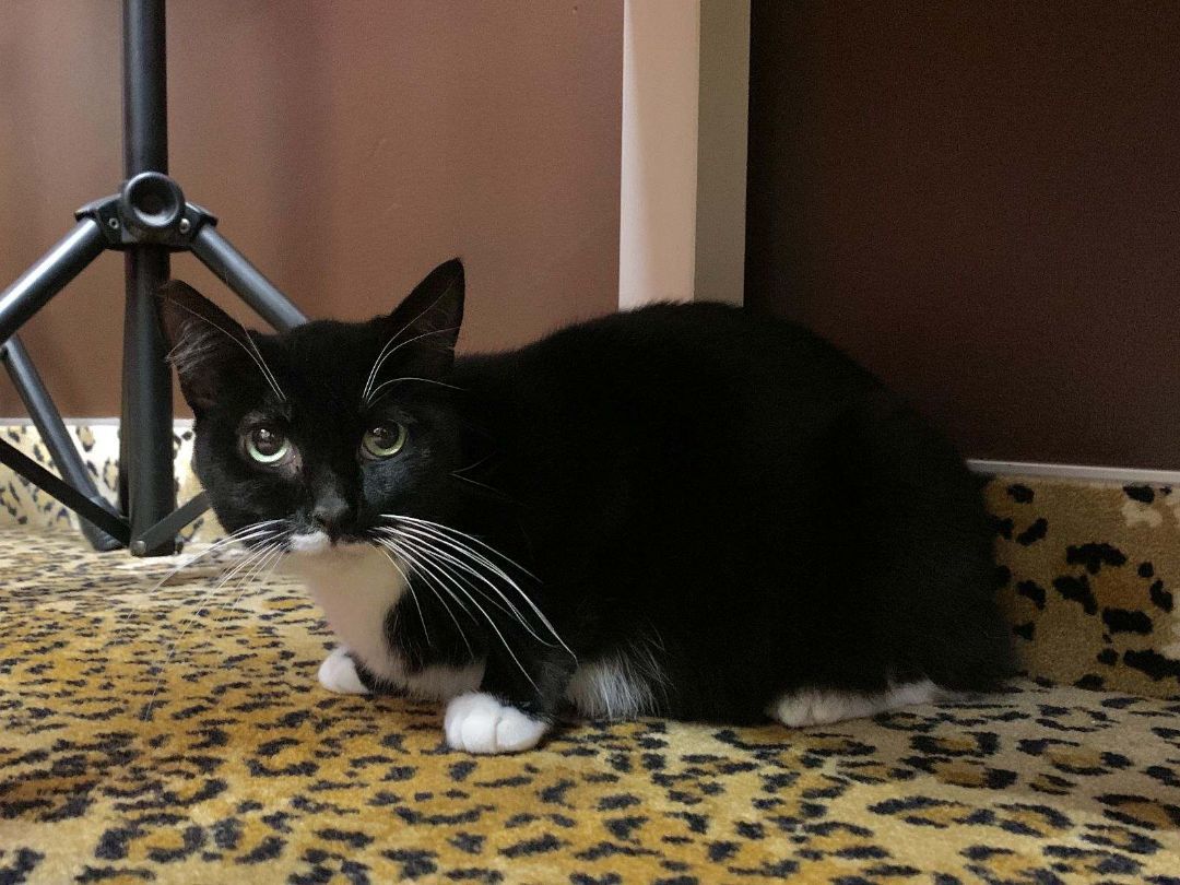 Stevie Nicks – Elegant Tuxedo Cat Ready to Steal Your Heart, Adoptable, Adult Female Tuxedo.