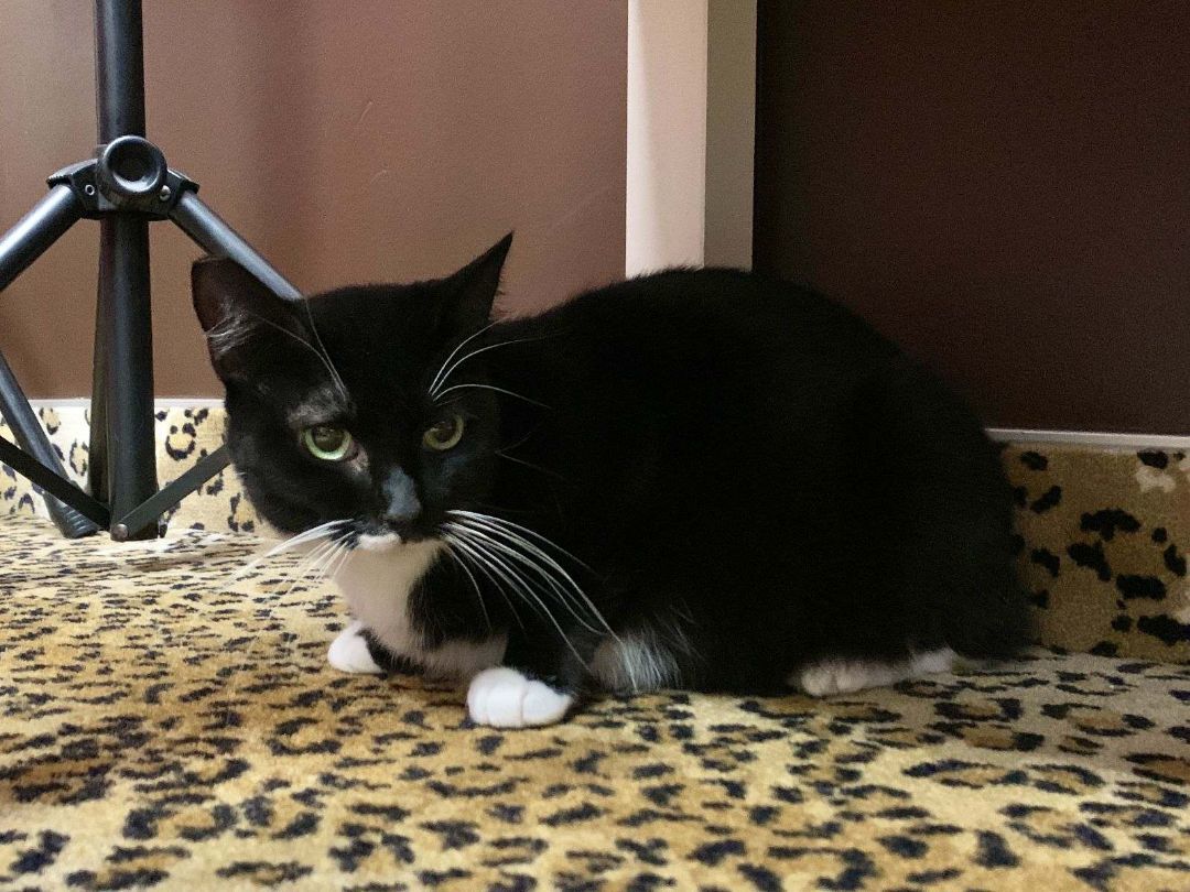 Stevie Nicks – Elegant Tuxedo Cat Ready to Steal Your Heart