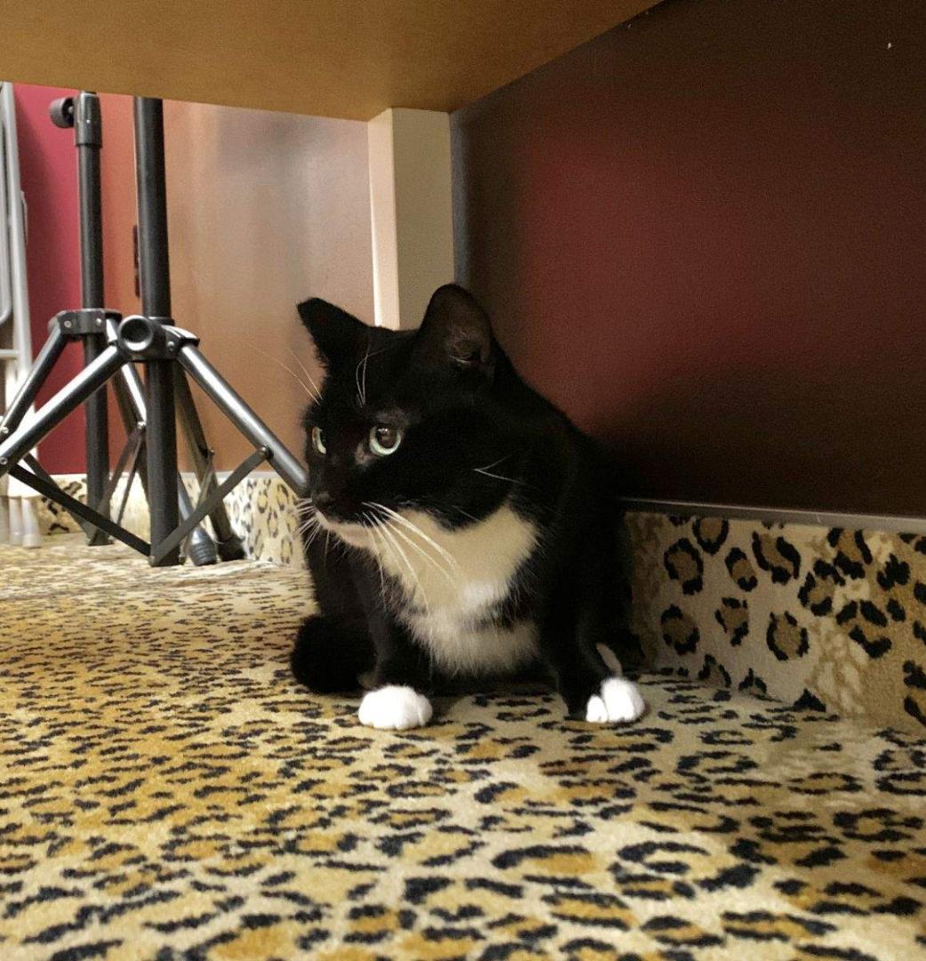 Stevie Nicks – Elegant Tuxedo Cat Ready to Steal Your Heart, a Adoptable Tuxedo in Tustin, CA image 3/3