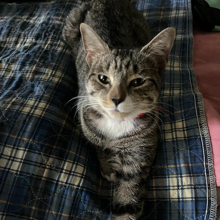 Chrome, an adoptable American Shorthair in New York, NY image 1/2