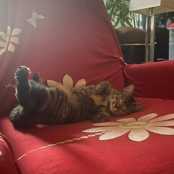 Chrome, an adoptable American Shorthair in New York, NY image 2/2