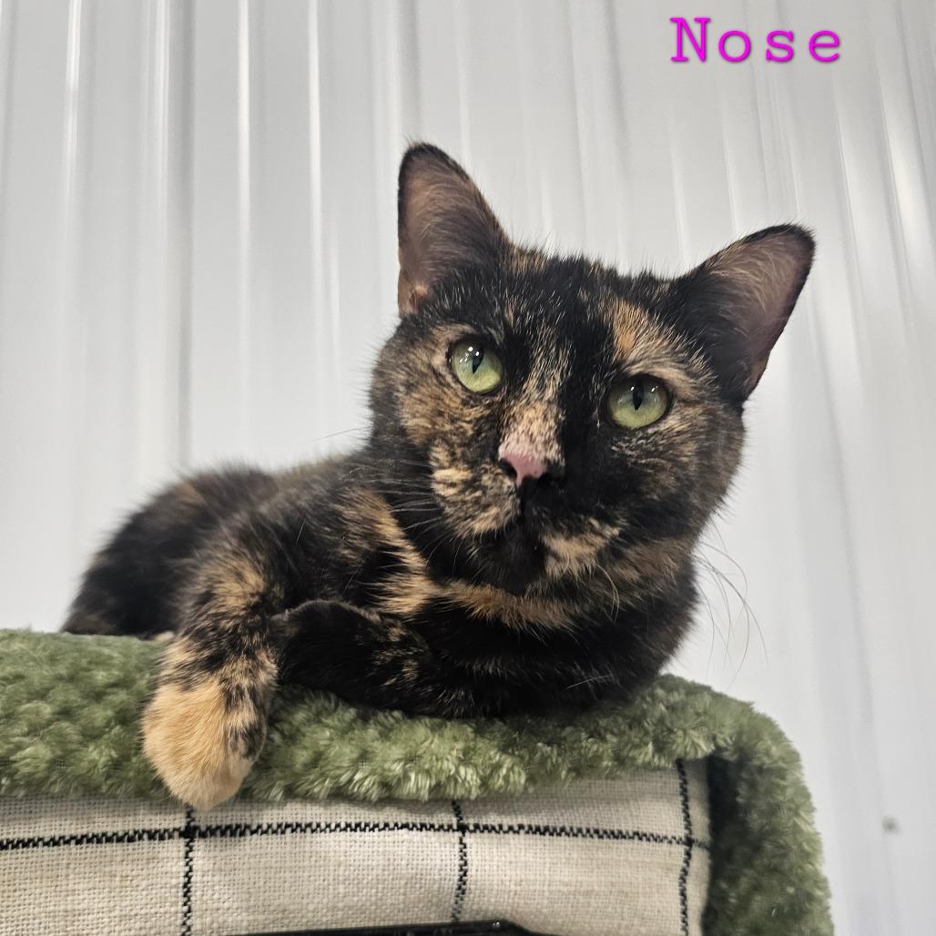 Enlarge Nose, a Adoptable Domestic Short Hair in Corydon, IN image 1/1