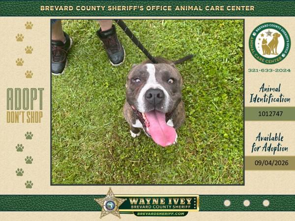 Hemsworth, Adoptable, Adult Male Mixed Breed.