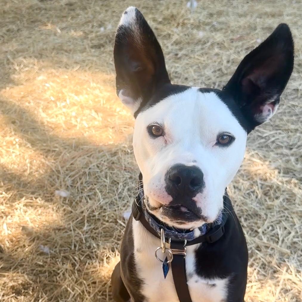 Lil Blizzy, Adoptable, Adult Male Mixed Breed.