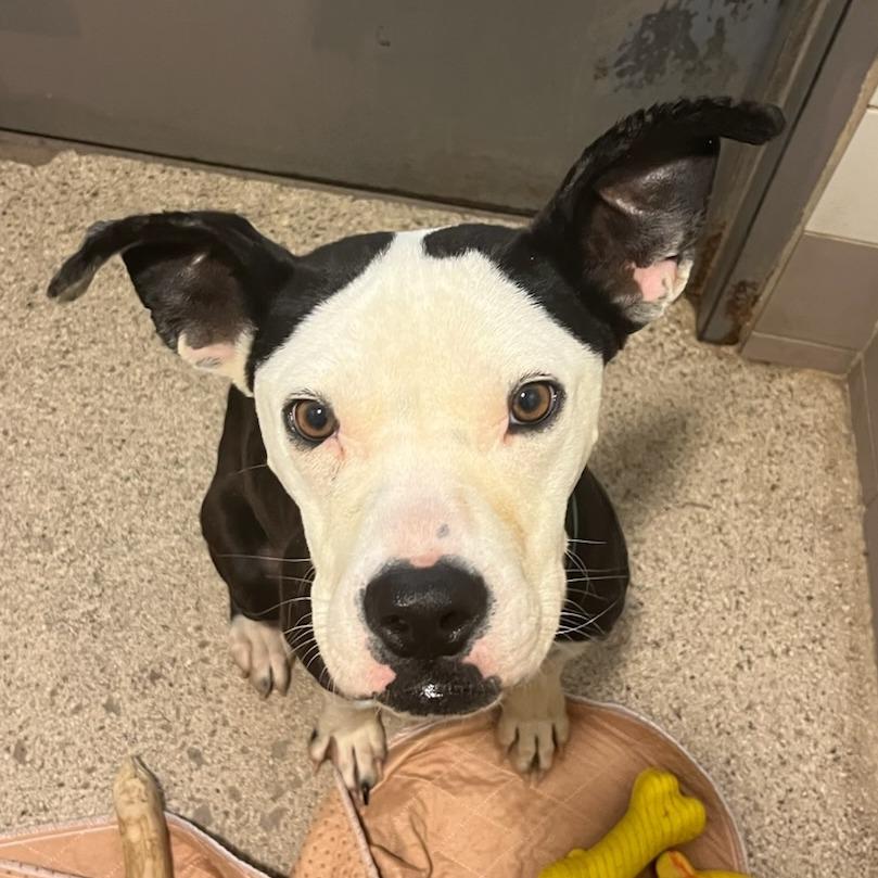 Enlarge Lil Blizzy, a Adoptable Mixed Breed in Colorado Springs, CO image 2/6