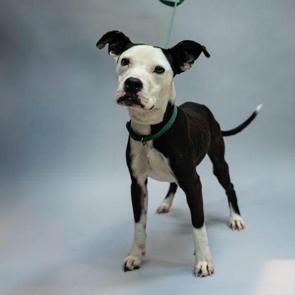 Enlarge Lil Blizzy, a Adoptable Mixed Breed in Colorado Springs, CO image 3/6