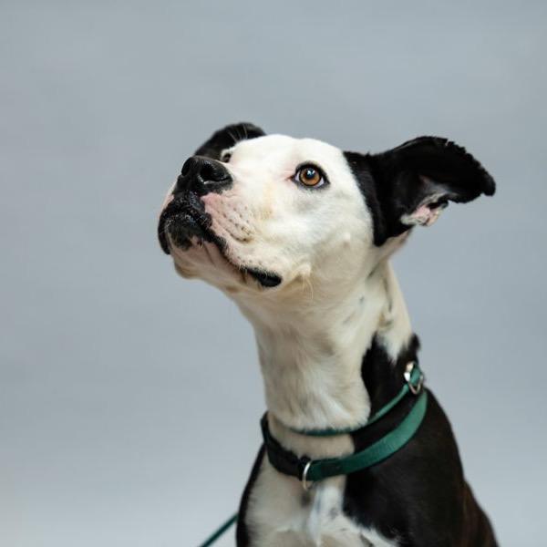 Enlarge Lil Blizzy, a Adoptable Mixed Breed in Colorado Springs, CO image 4/6