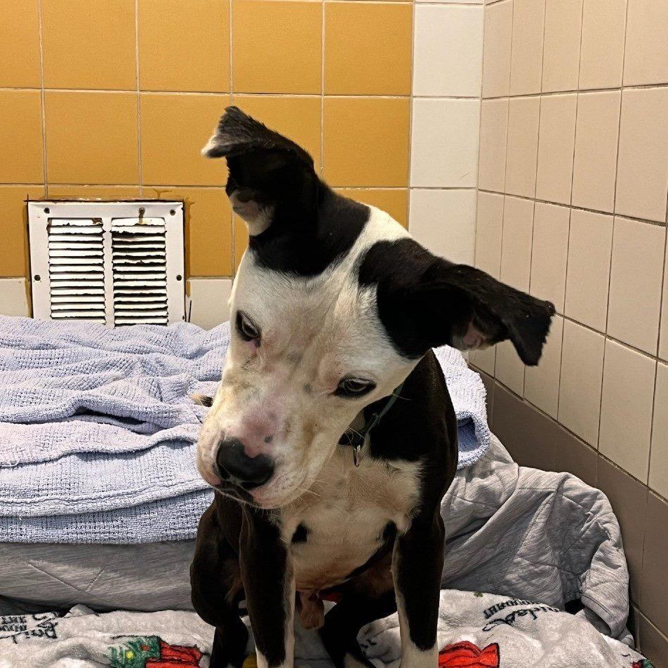 Enlarge Lil Blizzy, a Adoptable Mixed Breed in Colorado Springs, CO image 5/6