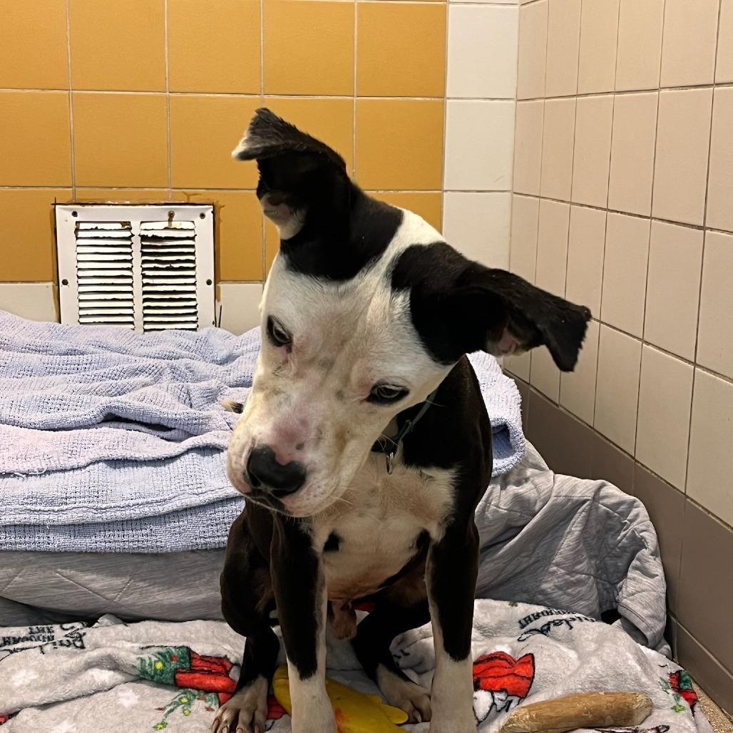 Enlarge Lil Blizzy, a Adoptable Mixed Breed in Colorado Springs, CO image 6/6