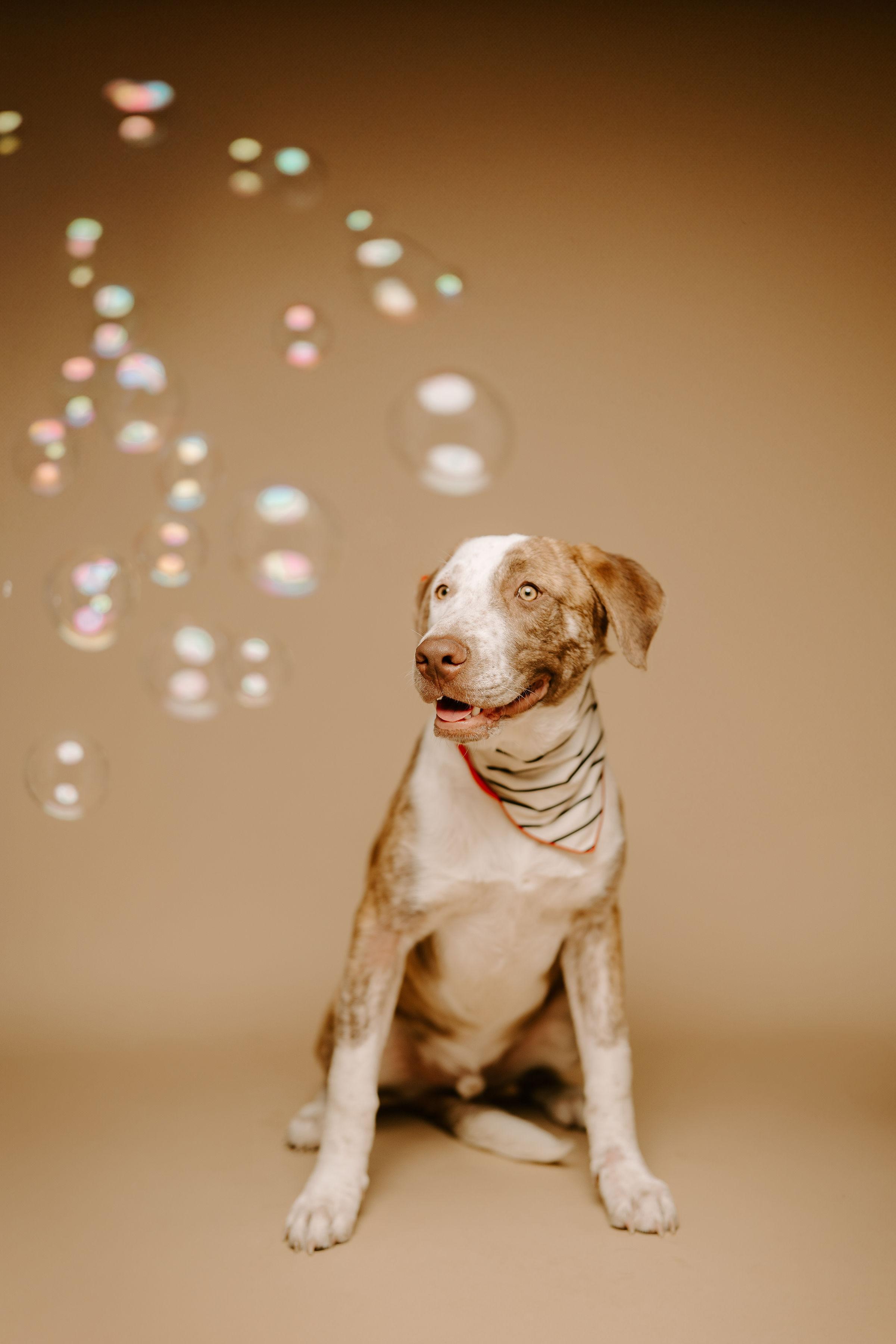 Atlas, a Adoptable mixed breed in Brentwood, TN image 3/6