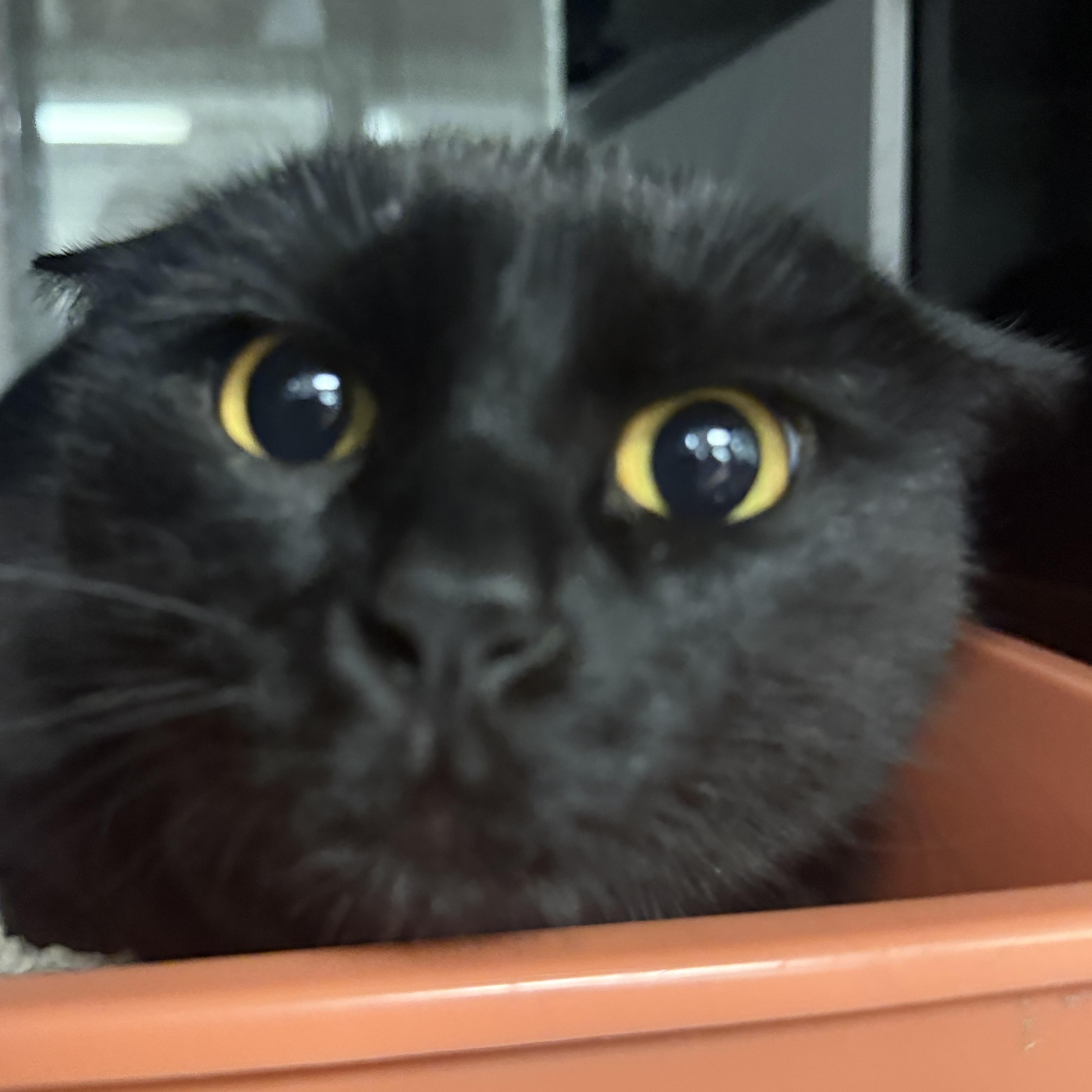 Enlarge Prissy, a ADOPTABLE Domestic Short Hair in Kearney, NE image 1/2