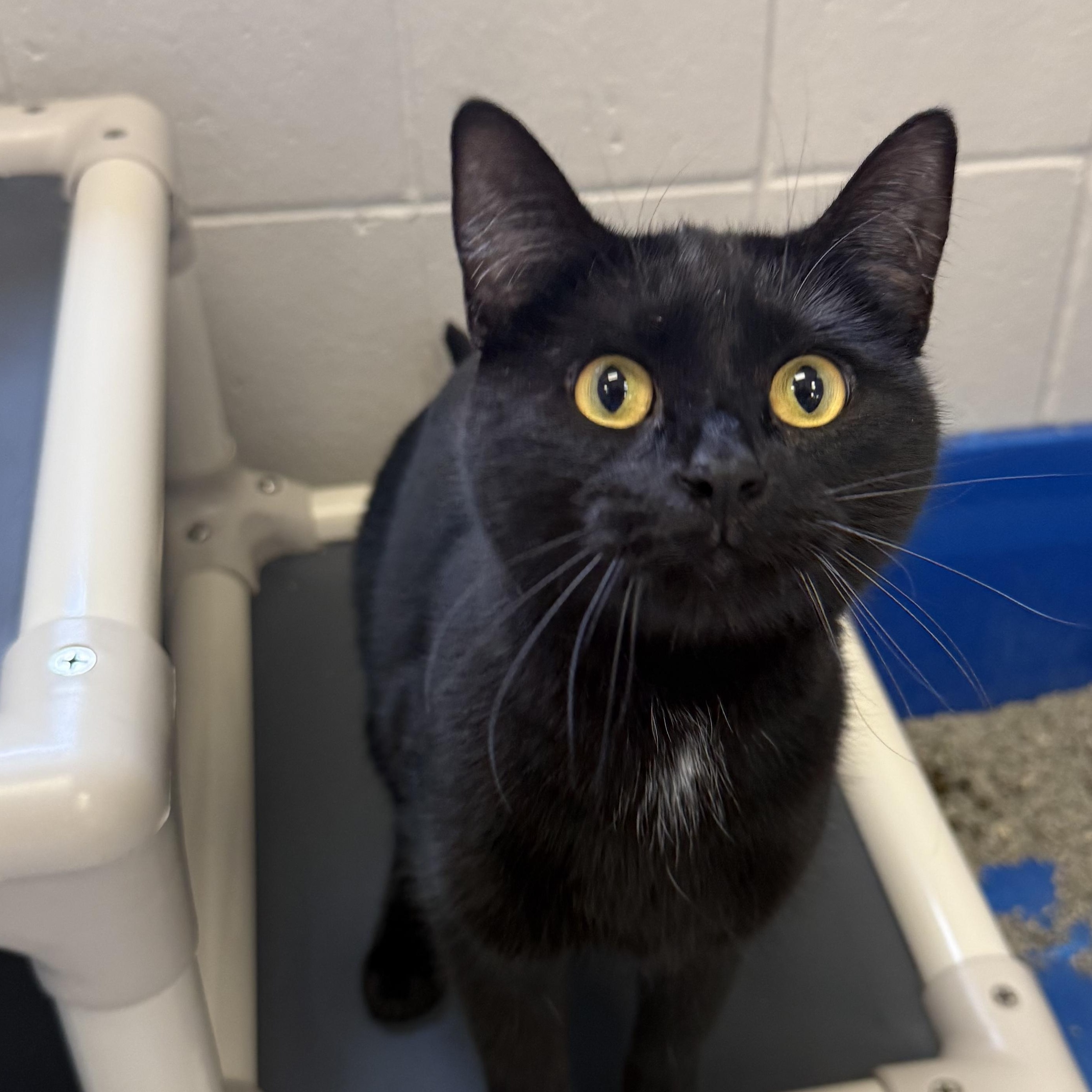 Enlarge Prissy, a ADOPTABLE Domestic Short Hair in Kearney, NE image 2/2