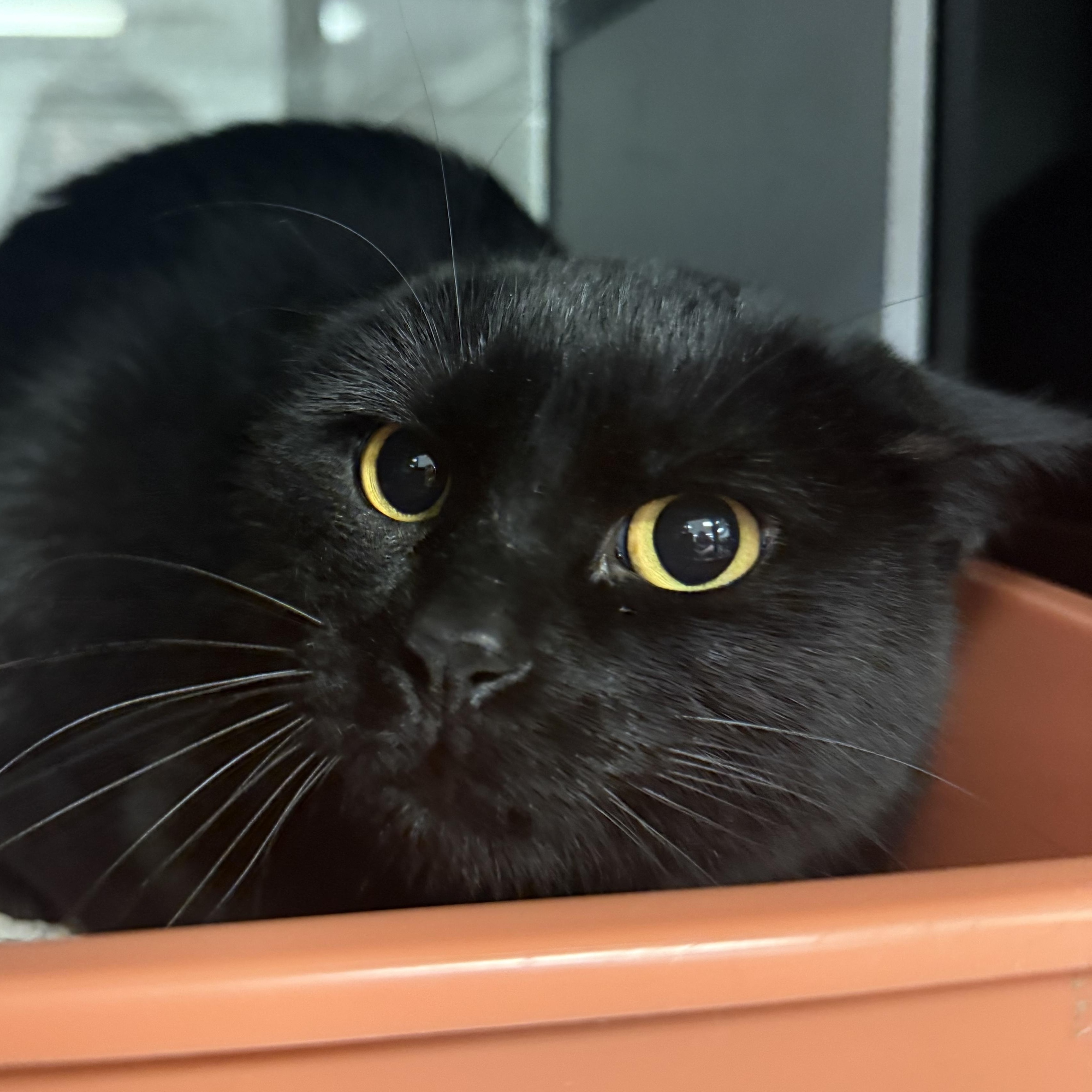 Enlarge Prissy, a ADOPTABLE Domestic Short Hair in Kearney, NE image 2/2