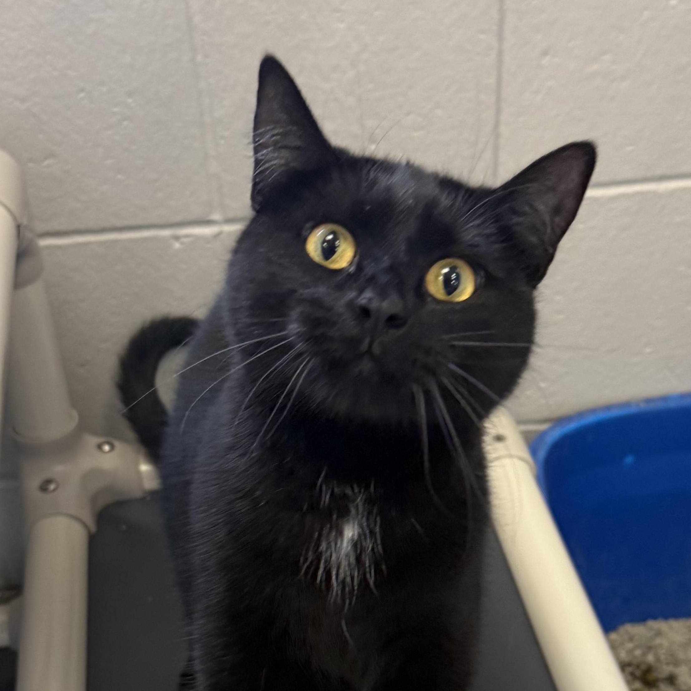 Prissy, ADOPTABLE, Adult Female Domestic Short Hair.