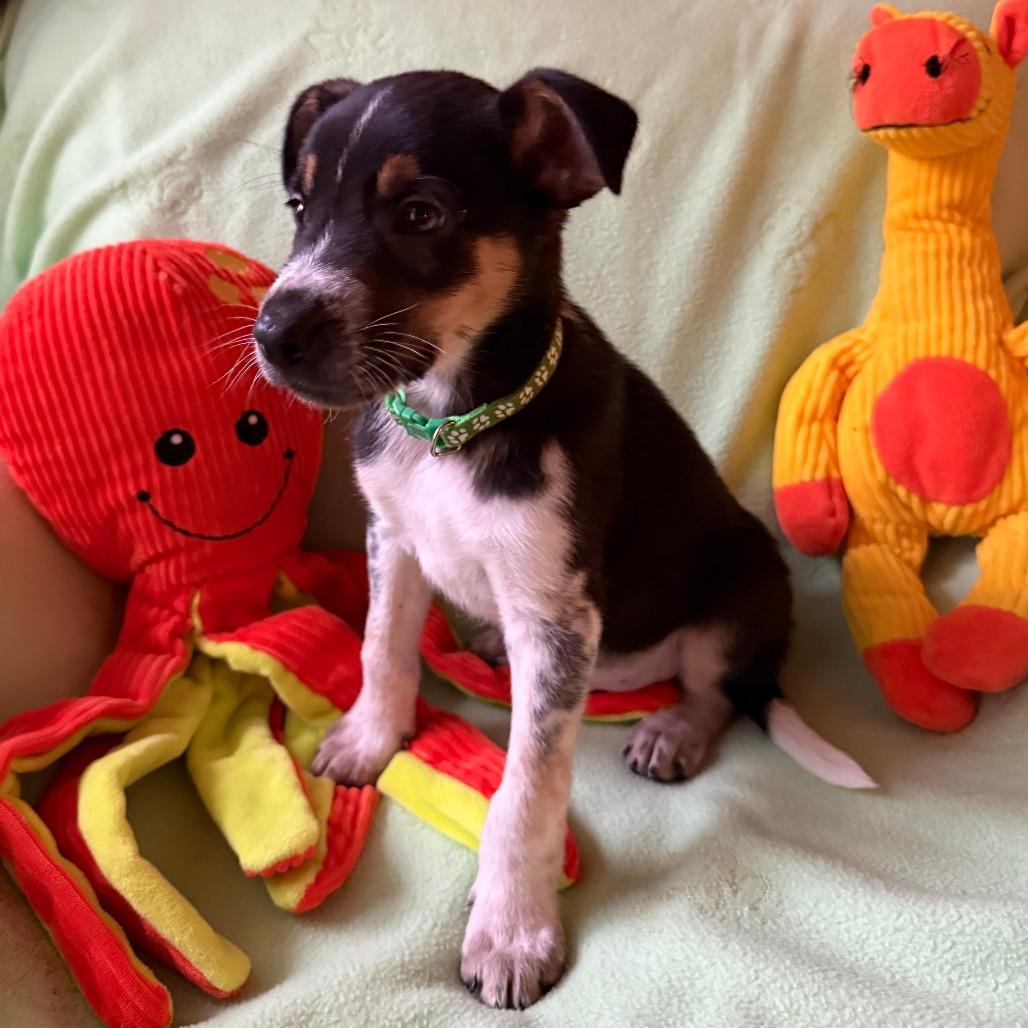 Buckaroo, Adoptable, Puppy Male Australian Shepherd & Pointer.