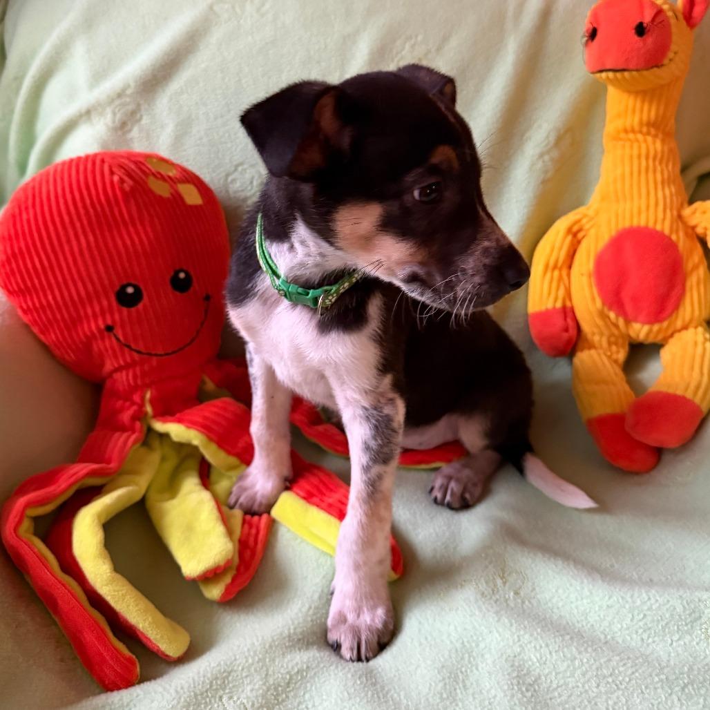 Enlarge Buckaroo, a Adoptable mixed breed in Normal, IL image 2/5