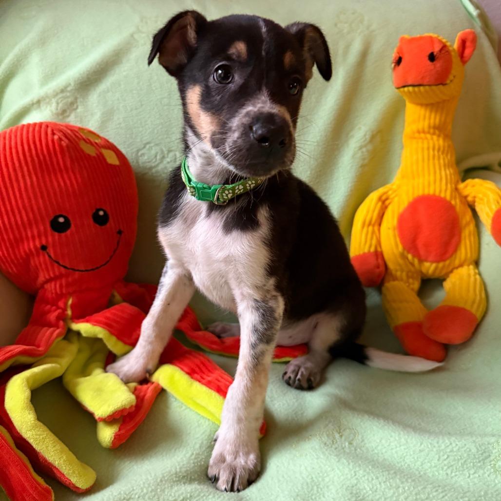 Enlarge Buckaroo, a Adoptable mixed breed in Normal, IL image 3/5