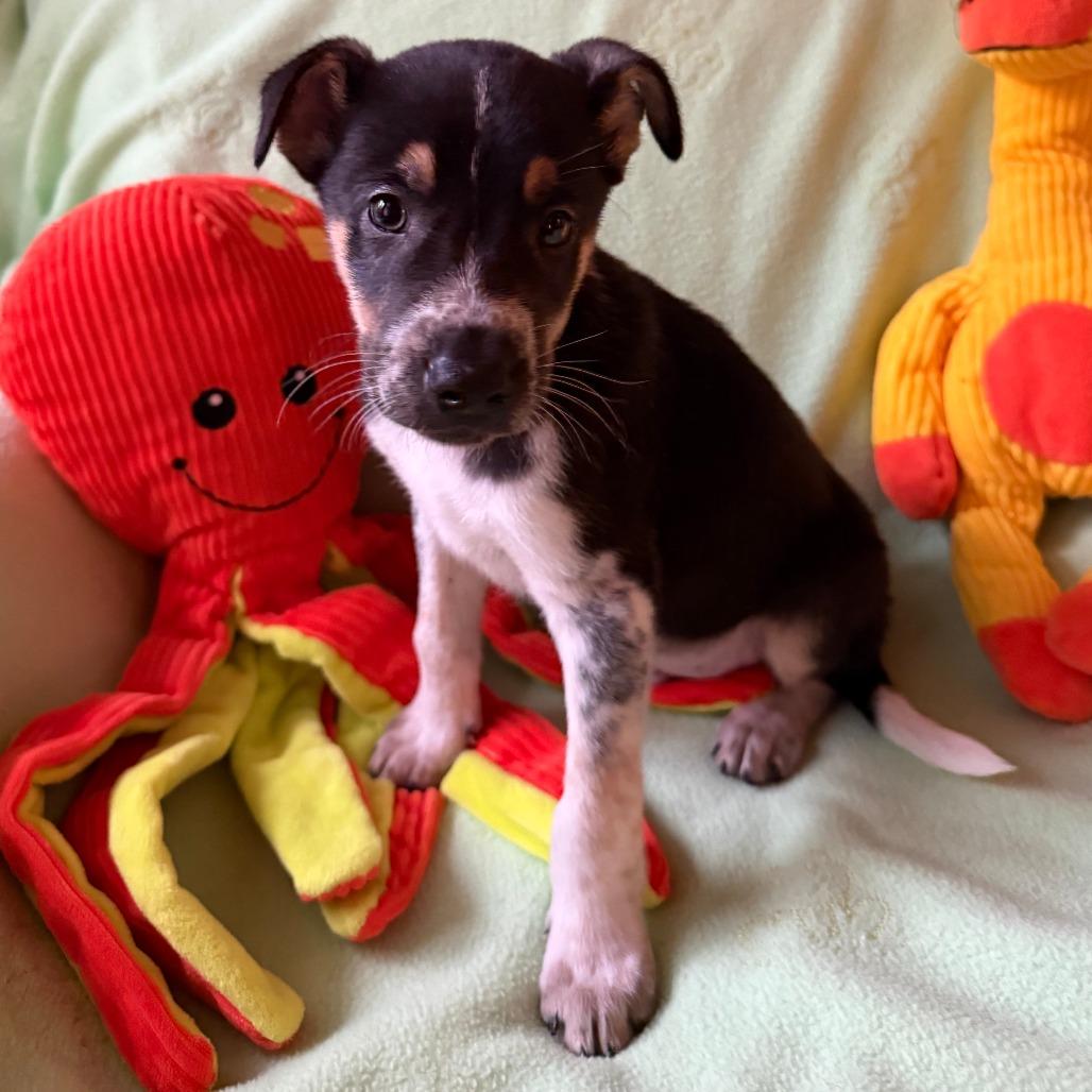 Enlarge Buckaroo, a Adoptable mixed breed in Normal, IL image 4/5