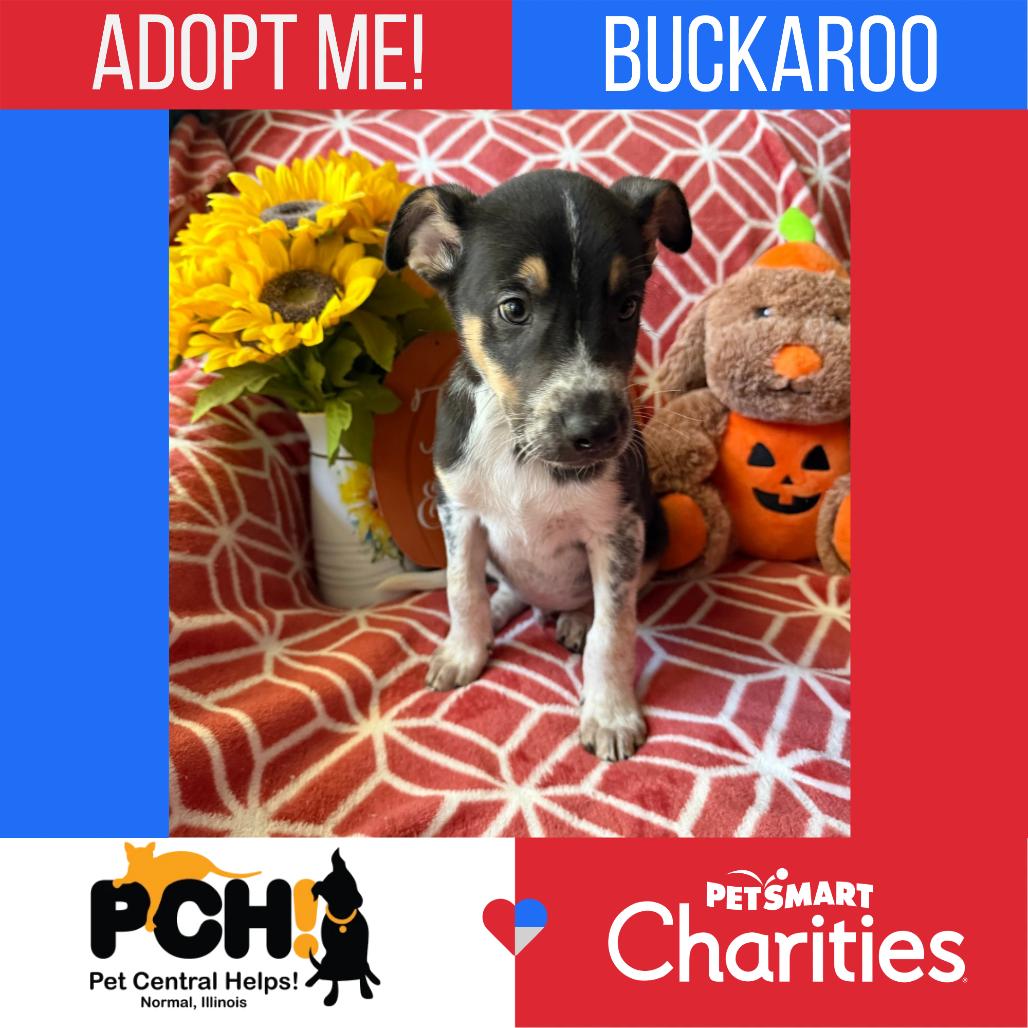 Enlarge Buckaroo, a Adoptable mixed breed in Normal, IL image 5/5