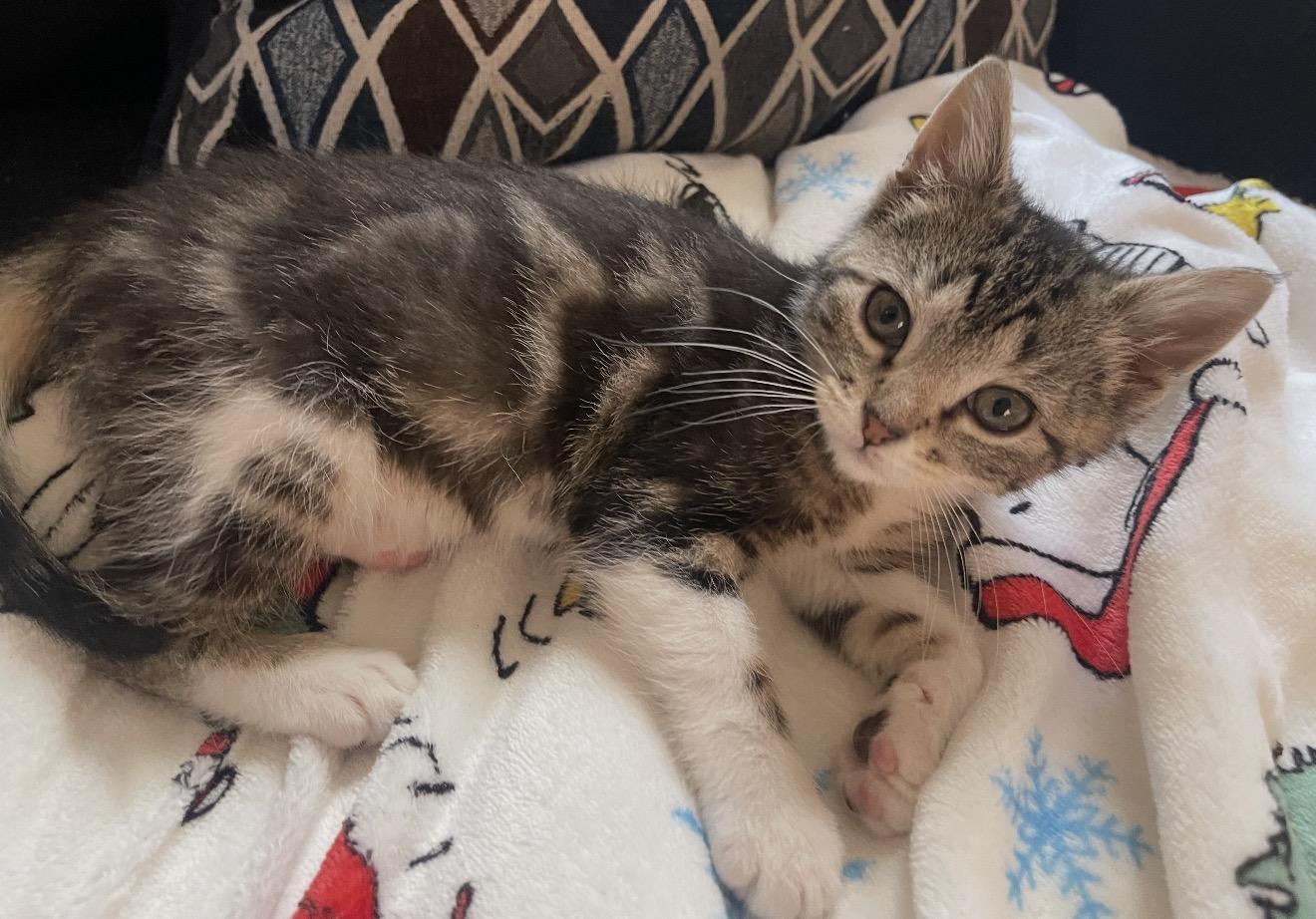 Ms. Frizzle, adopted, Kitten Female Domestic Short Hair.